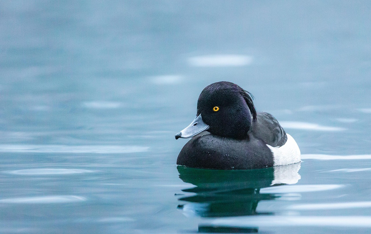 Vogelspaziergang: Wintergäste am Zürichsee 25W-412 Vogelspaziergang: Wintergäste am Zürichsee 25W-412