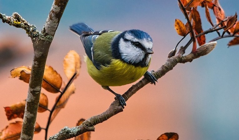 Vogelspaziergang im Frühling 26S-410