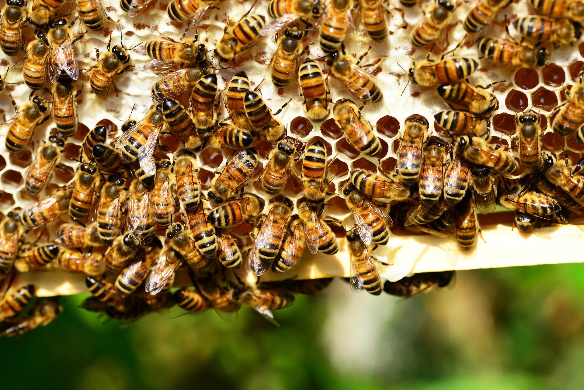 Wunder der Natur – Tiere in Staaten 26W-406